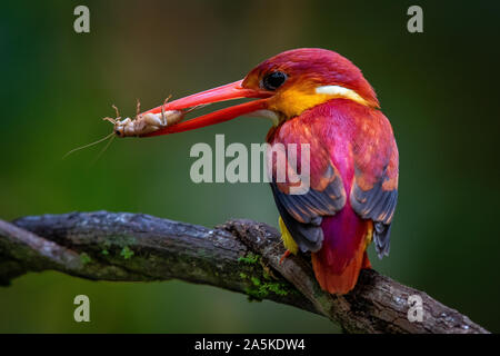 Vogel - RUFOUS-backed Kingfisher Stockfoto