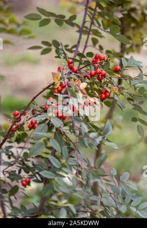 Rosa Hastata - Hagebutten Stockfoto