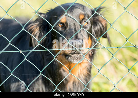 Ein Watchdog hinter einem Maschendrahtzaun, Deutschland, Europa, Stockfoto