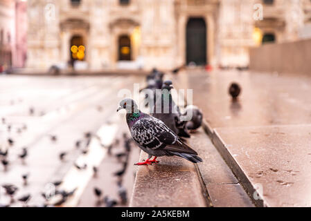 Sonnenaufgang an der Piazza del Duomo, darunter die Kathedrale, Mailand, Italien Stockfoto