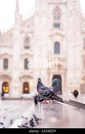 Sonnenaufgang an der Piazza del Duomo, darunter die Kathedrale, Mailand, Italien Stockfoto