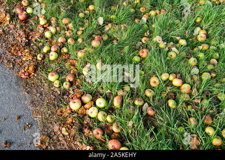 Gefallenen Äpfel, Deutschland, Europa Stockfoto