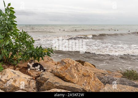 Wilde wilde Katze leben in Felsen am Ufer des Flusses Segura in Guardamar del Segura, Spanien, Europa mit Surfer aus Surfen am Strand Stockfoto