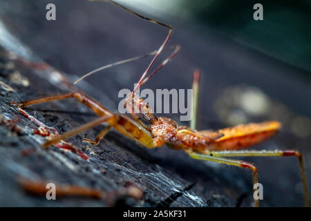 Makro Foto von einem bunten assassin Bug (Foto wurde in einem Naturschutzgebiet im Norden Israels genommen Stockfoto