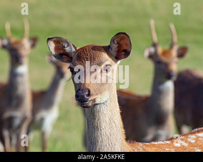 Weibliche Formosan Sika deer Cervus Nippon taiouanus Stockfoto