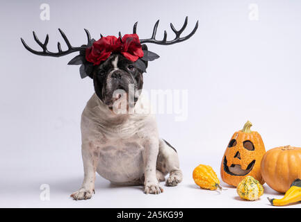 Portrait Französisch Bulldog sitzend mit halloween Hirschgeweihe und rote Blumen auf weißem Hintergrund Stockfoto