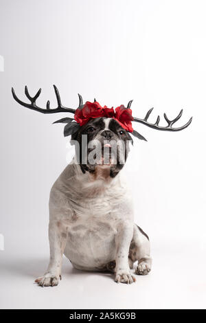 Portrait französische Bulldogge mit Halloween hirschgeweihe an Kamera suchen Mit herausgestreckter Zunge auf weißem Hintergrund Stockfoto