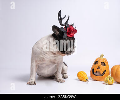 Französische Bulldogge mit halloween Hirsche Geweihe am Kürbisse auf weißem Hintergrund Stockfoto