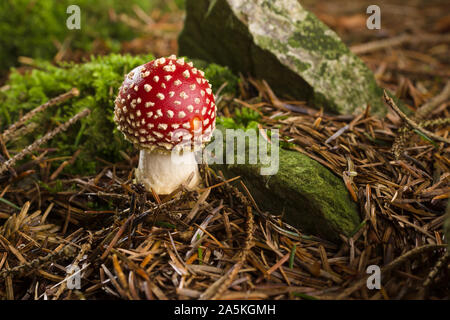 Fly Agaric oder Amanita muscaria Ein giftiger Pilz mit einem roten Kappe und weißen Flecken in Laub- und Mischwäldern Stockfoto