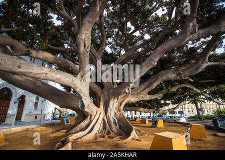 Giant ficus Bäume in Cadiz, Spanien Stockfoto