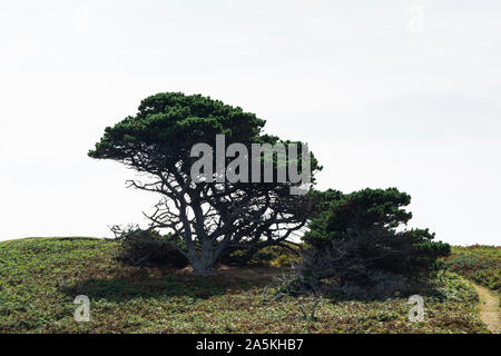 Bäume in Pelistry, St. Mary's, Scilly-Inseln Stockfoto