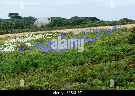 Ein Feld von weißen und blauen Agapanthus-Blüten auf den Inseln von Scilly, St. Mary's Stockfoto