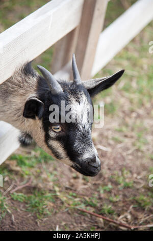 Junge Ziege Schauen durch einen Holzzaun Stockfoto