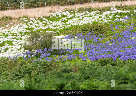 Ein Feld von weißen und blauen Agapanthus-Blüten auf den Inseln von Scilly, St. Mary's Stockfoto