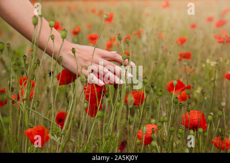 Junge Frau berühren Mohnblumen im Feld, 7/8-Ansicht von Hand Stockfoto
