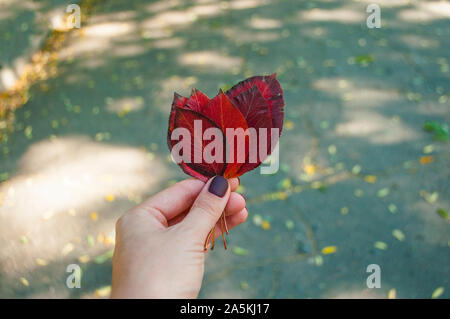 Herbst Blumenstrauß aus roten Blätter in der Hand eines jungen Dame mit schönen Maniküre. Stockfoto