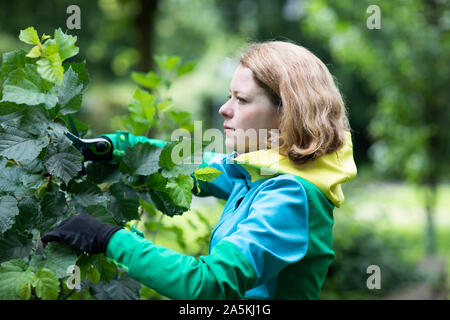 Mitte der erwachsenen Frau Beschneidung Baum in ihrem Garten, flachen Fokus Stockfoto