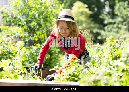 Mitte der erwachsenen Frau Kontrolle der Pflanzen in angehobenen Betten in Ihrem Garten Stockfoto