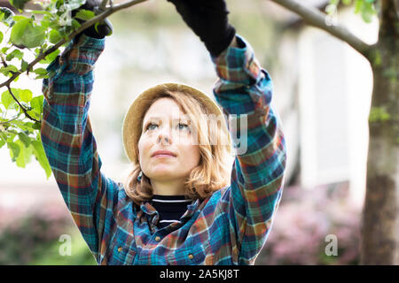 Mitte der erwachsenen Frau Beschneidung Baum in ihrem Garten, flachen Fokus Stockfoto