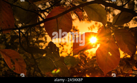 Ein Herbst Blick auf die untergehende Sonne strahlend durch die Esche. Stockfoto