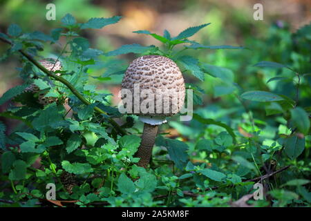 Pilz im Wald mit einem runden Hut wie ein Ball Stockfoto