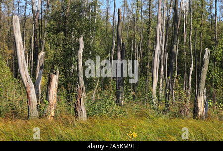 Alte Bäume im Wald, Polen, Wiese, Wald und alten Baumstümpfen Stockfoto