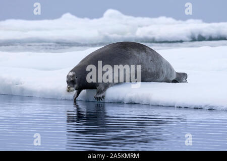 Bärtige Dichtung/square Flipper Dichtung (Erignathus Barbatus) auf Eisscholle im arktischen Ozean auf Svalbard/Spitzbergen, Norwegen ruhen Stockfoto