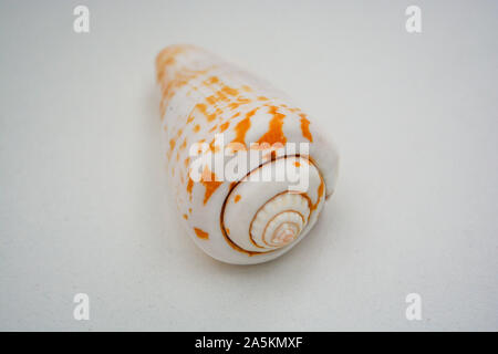 Sea Shell auf weißem Hintergrund mit einem großen Haus Stockfoto