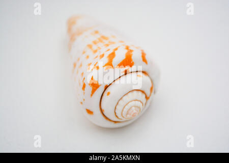 Sea Shell auf weißem Hintergrund mit einem großen Haus Stockfoto