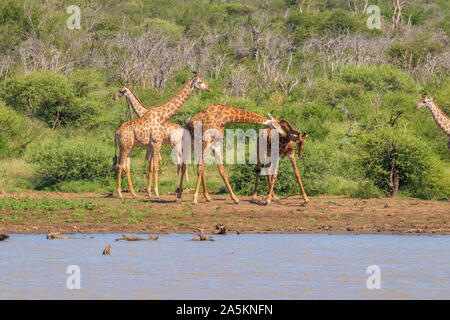 Eine Gruppe von Giraffen (Giraffa Camelopardalis) am Fluss, Madikwe Game Reserve, Südafrika. Stockfoto