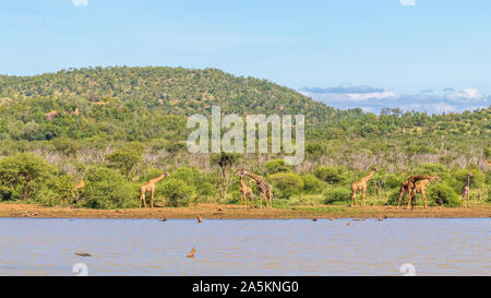 Eine Gruppe von Giraffen (Giraffa Camelopardalis) am Fluss, Madikwe Game Reserve, Südafrika. Stockfoto