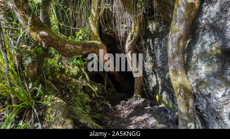 Rangitoto Island (Scenic Reserve) in der Nähe von Auckland, Neuseeland Stockfoto