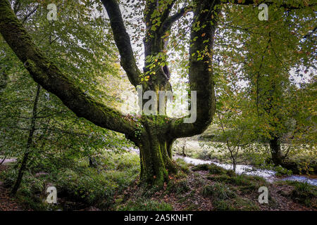 Eine alte Buche Fagus sylvatica im alten Wald von Draynes Holz in Cornwall. Stockfoto