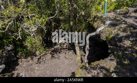 Rangitoto Island (Scenic Reserve) in der Nähe von Auckland, Neuseeland Stockfoto