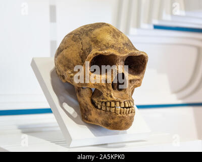 Homo Erectus Schädel Stockfoto