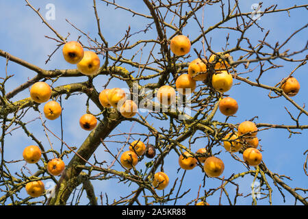 Die Äpfel im Januar, Oberweser, Weserbergland, Nordrhein-Westfalen, Hessen, Deutschland Stockfoto