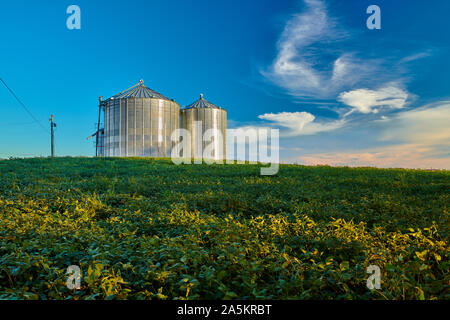 Metall Silos in Sojafeld. Stockfoto