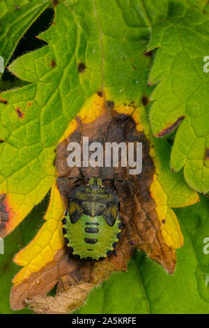 Grüne Schildbug, Palomena prasina, Nordirland, Castlewellan Forest Park Stockfoto