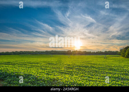Soyabohnefeld bei Sonnenuntergang. Stockfoto
