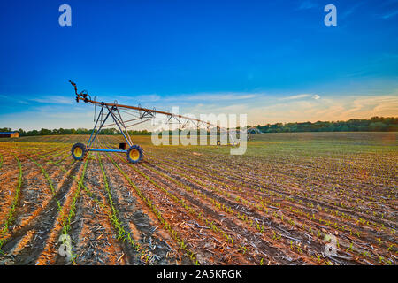 Pivot Bewässerungssystem im Maisfeld. Stockfoto
