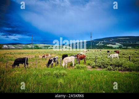 Longhorn Ochsen grasen in einem Feld mit stürmischen Himmel. Stockfoto