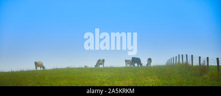 Grasende Kühe auf einem Hügel. Stockfoto