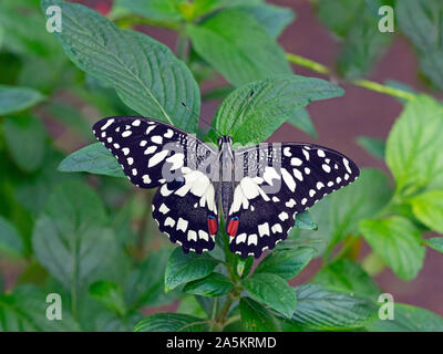 Gemeinsame Kalk schwalbenschwanz Papilio demoleus Stockfoto