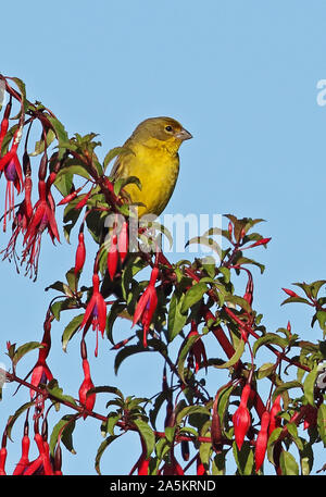 Grünland Gelb - Finch (Sicalis lureola luteiventris) erwachsenen männlichen auf Blüte Bush Puerto Montt, Chile Januar gehockt Stockfoto