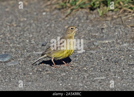Grünland Gelb - Finch (Sicalis lureola luteiventris) erwachsene Frau zu Fuß auf dem Weg von Puerto Montt, Chile Januar Stockfoto