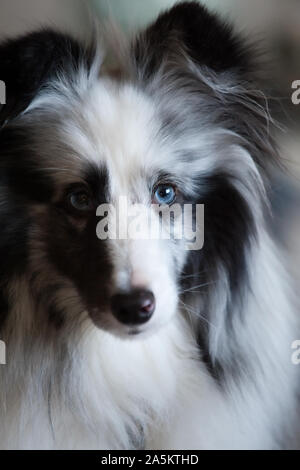 Ein weiches fokussiertes Bild eines Black & White Sheltie mit blauen Augen beobachten die Fotografen. Stockfoto
