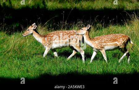 Damwild, Wollaton Park, Nottingham, England, Großbritannien Stockfoto