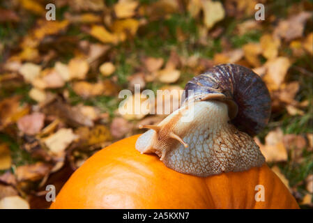 Schnecke kriecht auf einen Kürbis. Selektiver Fokus Stockfoto