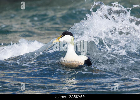 Männliche Eider (Somateria mollissima), die im Meer schwimmen, Farne Islands, Northumberland Stockfoto