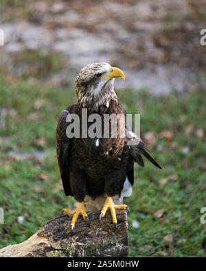 Weißkopfseeadler juvenile Vogel auf einem Zweig in der Nähe auf und ihre Körper, Gefieder, Kopf, Augen, Beck mit einem schönen Bokeh Hintergrund. Stockfoto